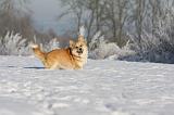 CORGI PEMBROKE 930
